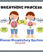 Image result for Breathing Process