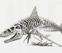 Image result for Shark Jaw Bone