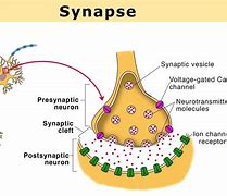 Image result for Synapsis Definition Biology