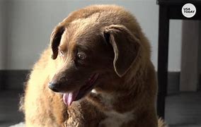 Image result for World's Oldest Dog