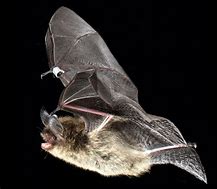 Image result for Alpine Long-Eared Bat