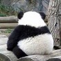 Image result for I'm a Sad Panda