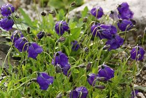 Image result for Campanula pulloides G.F. Wilson