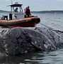 Image result for Whales Dying