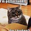 Image result for Cat Memes Bf
