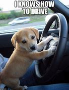 Image result for Dog Driving Meme Template