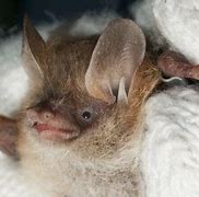 Image result for Winter Bat
