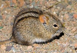 Image result for Four Striped Mouse