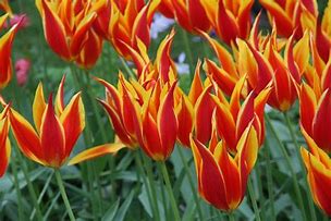 Image result for Tulipa Fly Away