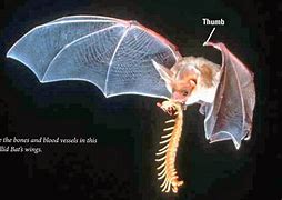 Image result for Centipede Eating Bat