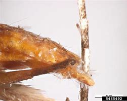Image result for "navel-orangeworm"