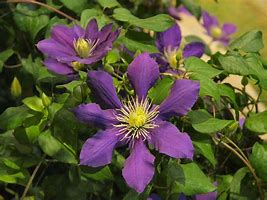 Image result for Clematis Plants