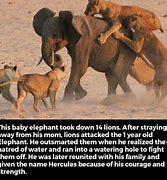 Image result for Funny Brave Animals