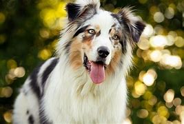 Image result for Intelligent Dog Breeds