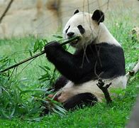 Image result for Wonder Pets a Panda Eats Bamboo