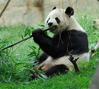 Image result for Cute Panda Eating Bamboo