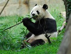 Image result for Cute Panda Eating Bamboo