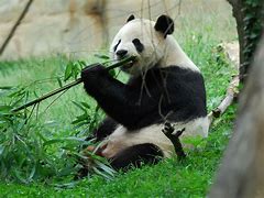 Image result for Cute Panda Cub Eating Bamboo