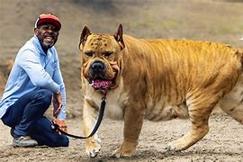 Image result for World's Heaviest Dog
