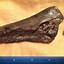 Image result for Leg Bone Fossil