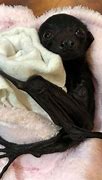 Image result for Harmless Bats