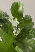 Image result for Indoor Fig Tree