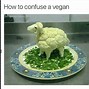 Image result for Vegan Dog Meme