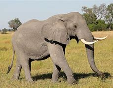 Image result for World's Biggest Elephant