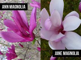 Image result for Ann Magnolia vs Jane Magnolia