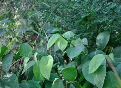 Image result for Persicaria filiformis Alba