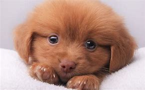 Image result for Cute Puppy Dog Face