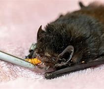 Image result for Hurt Bat