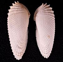 Image result for Angel Wing Clam Shells