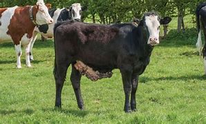 Image result for What Does Warts Look Like On Cattle