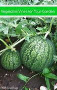 Image result for Foods That Grow On Vines