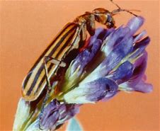 Image result for "striped-blister-beetle"
