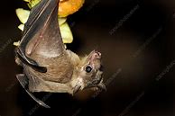 Image result for Rousette Bat