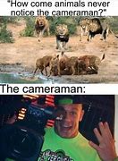 Image result for Cameraman Meme Animal
