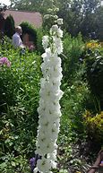 Image result for Delphinium pacific Galahad