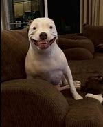 Image result for White Dog with Smiling Meme