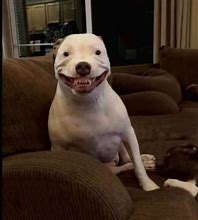 Image result for Silly Weird Dogs