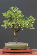 Image result for Bonsai Fruit Tree Plants