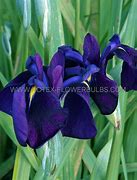 Image result for Iris ensata Diamant