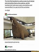 Image result for Walrus Eye Liner Memes