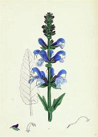 Image result for Salvia Drawing