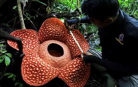 Image result for Biggest Flower in Indonesia