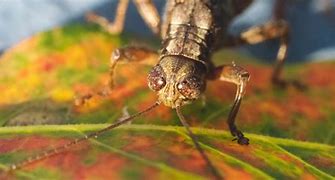 Image result for Brush Cricket Insect