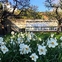 Image result for Narcissus Classic Garden