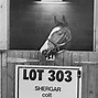 Image result for Hint of Shergar