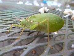 Image result for katydid